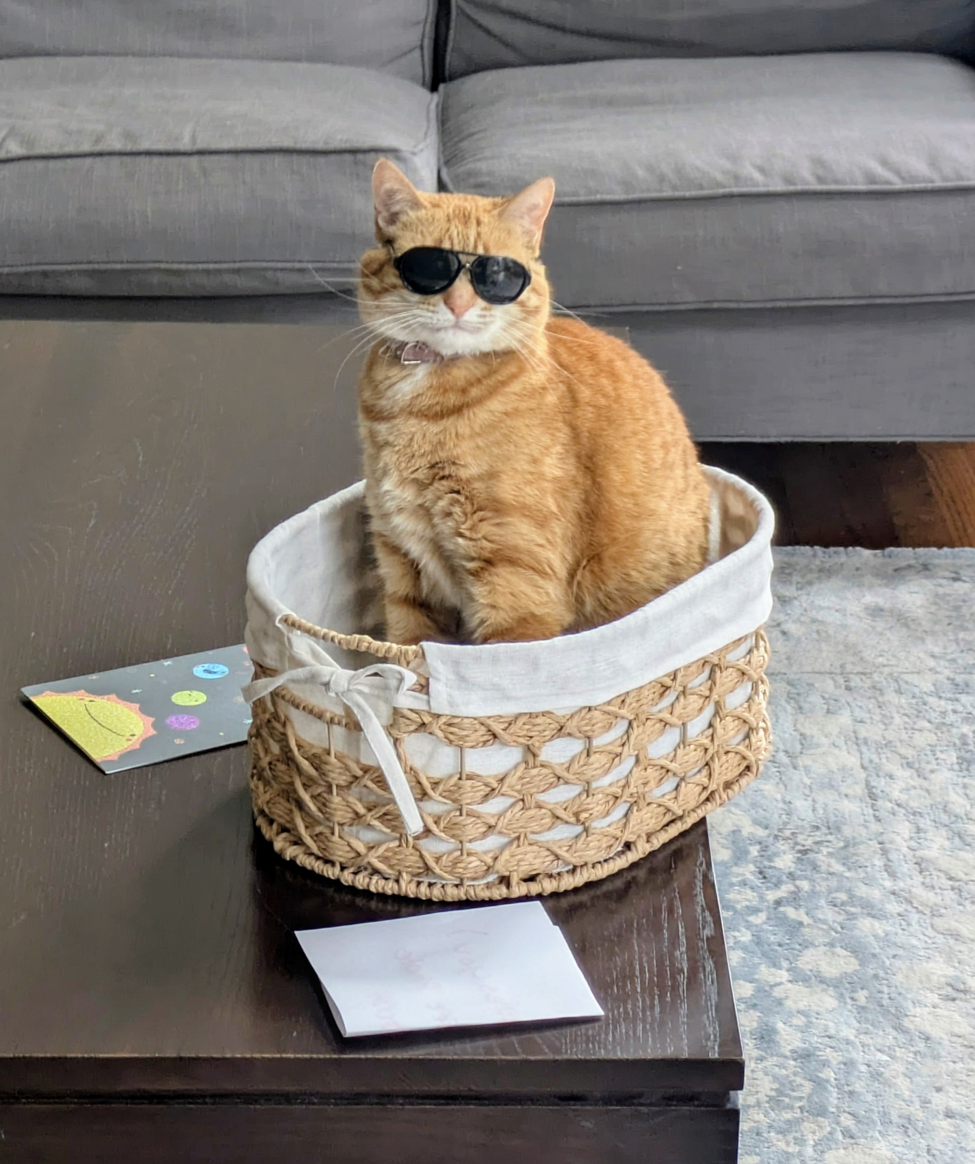 Sophie's cool cat